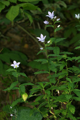 Campanula lactiflora