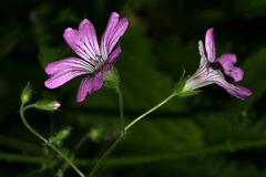 Geranium gracile