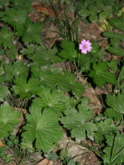 Geranium gracile