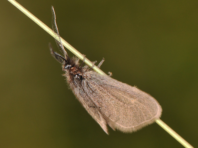 Heterogynis penella