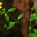 Ivy-leaved Saxifrage - Photo (c) Vadim Prokhorov, some rights reserved (CC BY-NC), uploaded by Vadim Prokhorov