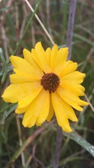 Coreopsis linifolia