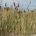 Carex colchica - Photo 由 Sergey Mayorov 所上傳的 (c) Sergey Mayorov，保留部份權利CC BY-NC