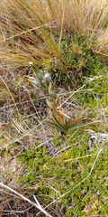 Chloraea magellanica