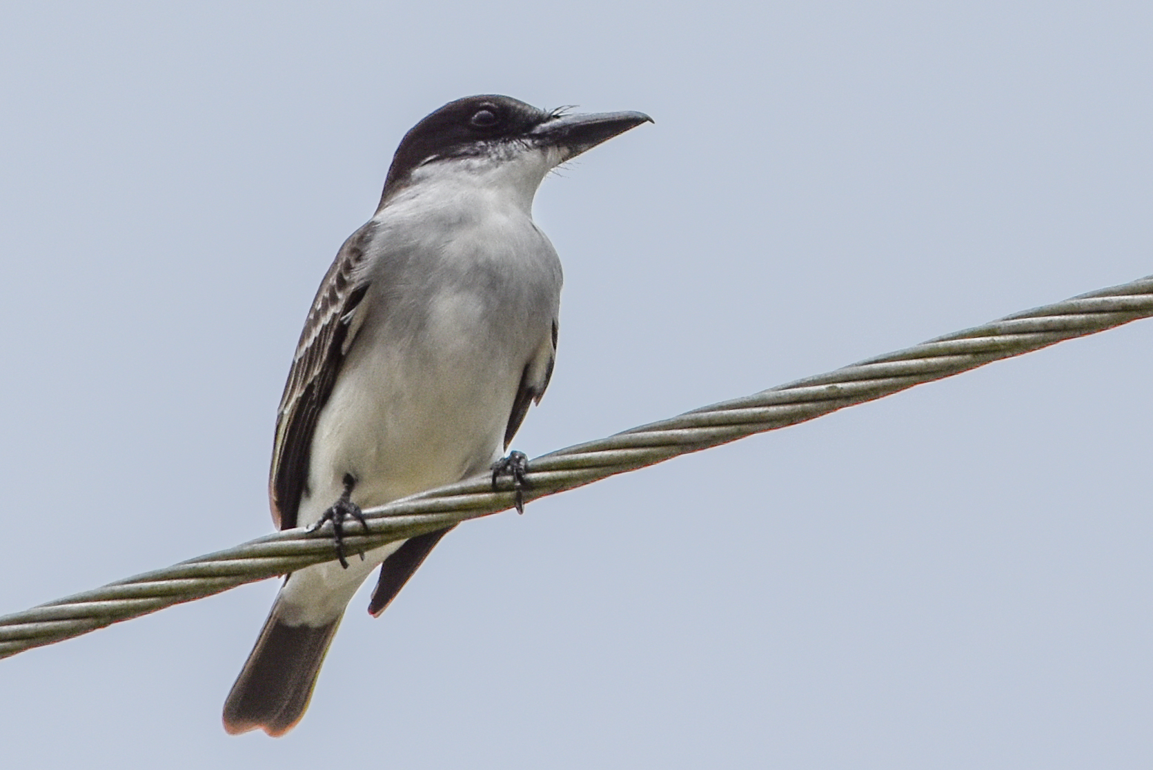 Giant Kingbird (Tyrannus cubensis), photo 3