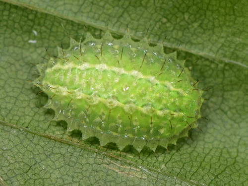 Festoon