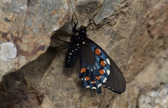 Battus philenor hirsuta