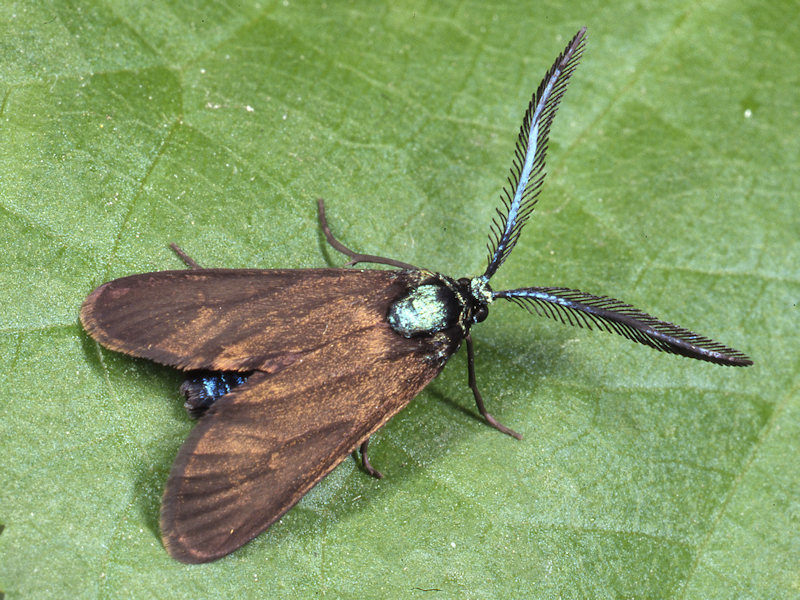 Theresimima