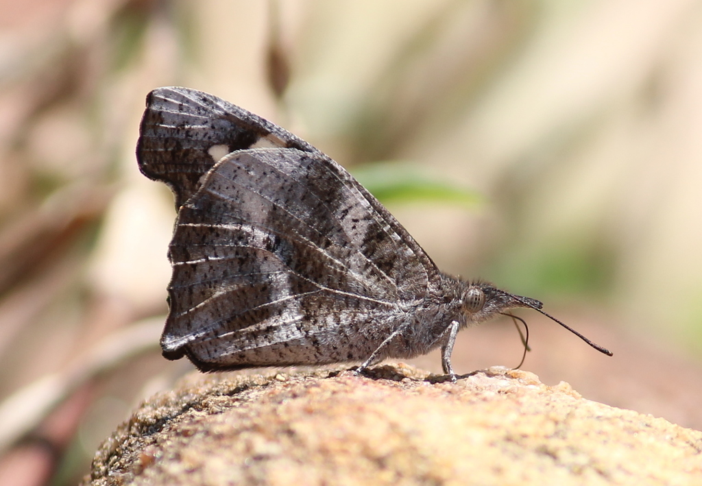 African Snout