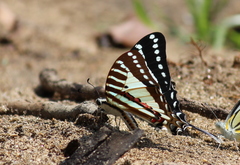 Graphium nomius