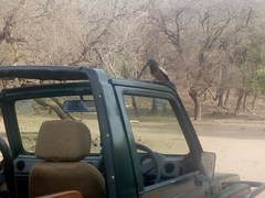 Dendrocitta vagabunda