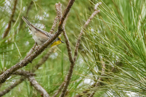 Olive-capped Warbler (Setophaga pityophila), photo 8