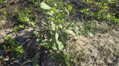 Coccoloba barbadensis