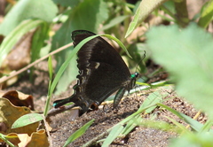 Papilio crino