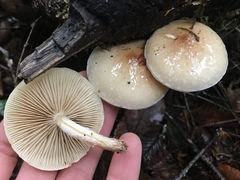 Pholiota decorata
