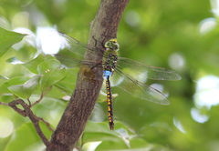 Anax indicus