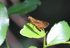 Oriens goloides