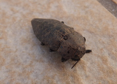 Capnodis tenebricosa