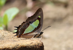 Polyura bharata