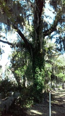 Tillandsia usneoides