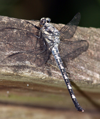 Tachopteryx thoreyi