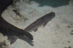 Pseudoplatystoma corruscans