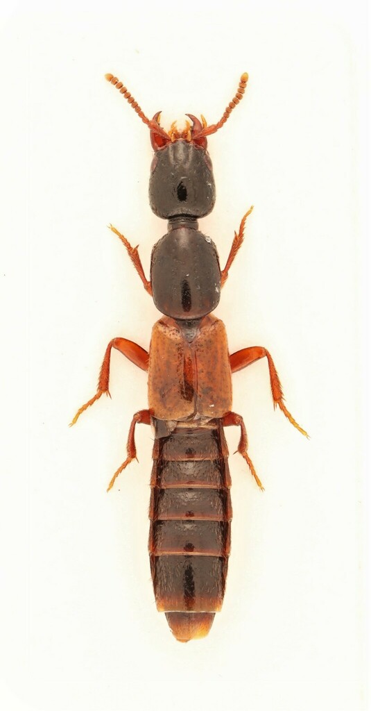 Hypnogyra gularis