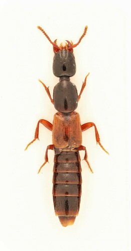 Hypnogyra gularis