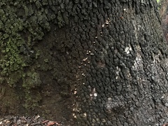Micromphale arbuticola