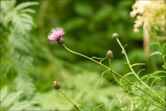 Cirsium serratuloides