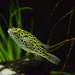 Green Spotted Puffer - Photo (c) Ivan Khh, some rights reserved (CC BY-NC), uploaded by Ivan Khh