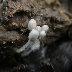 Coprinopsis poliomalla
