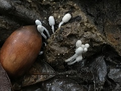 Coprinopsis poliomalla