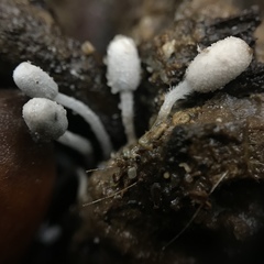 Coprinopsis poliomalla