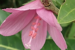 Pavonia columella