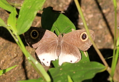 Ypthima ceylonica