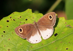 Ypthima ceylonica
