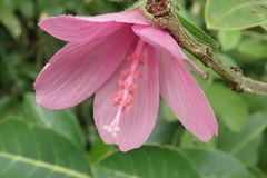 Pavonia columella