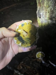 Boletellus ananas image