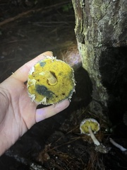 Boletellus ananas image