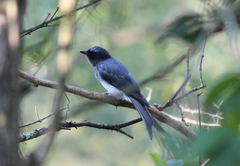 Dicrurus caerulescens