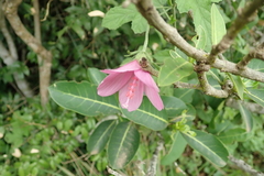 Pavonia columella