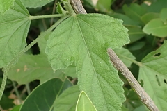 Pavonia columella
