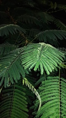 Delonix regia