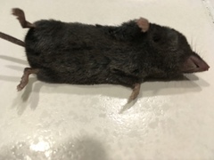 Blarina carolinensis