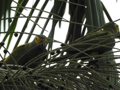 Orthopsittaca manilatus