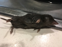 Blarina carolinensis