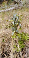Chloraea magellanica
