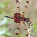 Celithemis elisa - Photo (c) Diana-Terry Hibbitts,  זכויות יוצרים חלקיות (CC BY-NC), uploaded by Diana-Terry Hibbitts