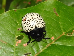 Doryphora punctatissima